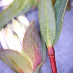 Pimelea linifolia subsp. linifolia at Downer, ACT - 26 Sep 2021 04:36 PM