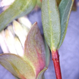 Pimelea linifolia subsp. linifolia at Downer, ACT - 26 Sep 2021