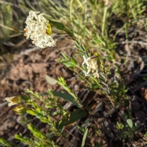 Pimelea linifolia subsp. linifolia at Downer, ACT - 26 Sep 2021 04:36 PM