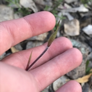 Caladenia atrovespa at Tuggeranong DC, ACT - suppressed