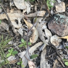 Caladenia atrovespa at Tuggeranong DC, ACT - suppressed