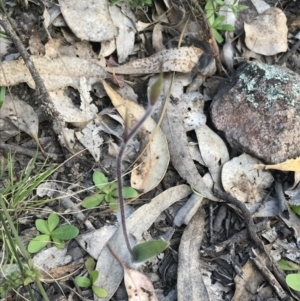 Caladenia atrovespa at Tuggeranong DC, ACT - suppressed