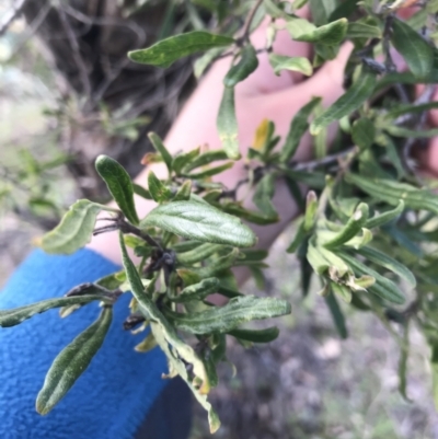 Billardiera scandens (Hairy Apple Berry) at Fadden, ACT - 25 Sep 2021 by Tapirlord