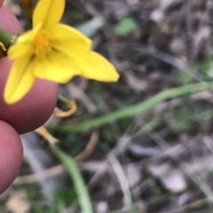 Bulbine bulbosa (Golden Lily) at Tuggeranong DC, ACT - 25 Sep 2021 by Tapirlord