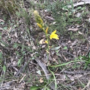 Bulbine bulbosa at Tuggeranong DC, ACT - 25 Sep 2021