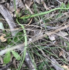 Bulbine bulbosa at Tuggeranong DC, ACT - 25 Sep 2021