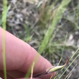 Caladenia atrovespa at Farrer, ACT - suppressed