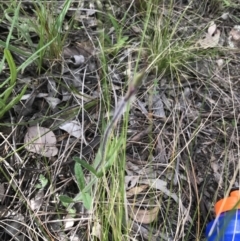 Caladenia atrovespa at Farrer, ACT - suppressed