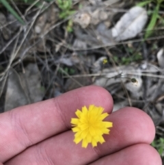 Crepis capillaris (Smooth Hawksbeard) at Farrer Ridge - 25 Sep 2021 by Tapirlord