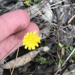 Crepis capillaris at Tuggeranong DC, ACT - 25 Sep 2021 03:42 PM