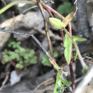 Crepis capillaris at Tuggeranong DC, ACT - 25 Sep 2021
