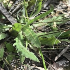 Leontodon saxatilis (Lesser Hawkbit, Hairy Hawkbit) at Farrer Ridge - 25 Sep 2021 by Tapirlord