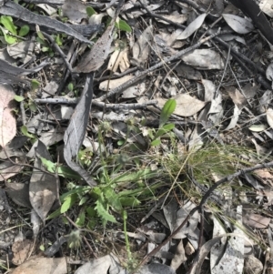 Leontodon saxatilis at Tuggeranong DC, ACT - 25 Sep 2021