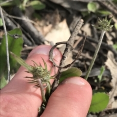 Leontodon saxatilis at Tuggeranong DC, ACT - 25 Sep 2021