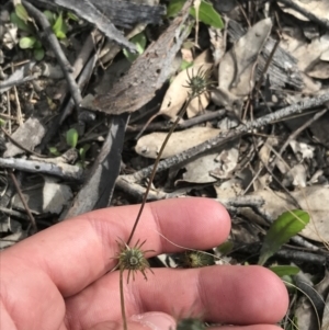 Leontodon saxatilis at Tuggeranong DC, ACT - 25 Sep 2021