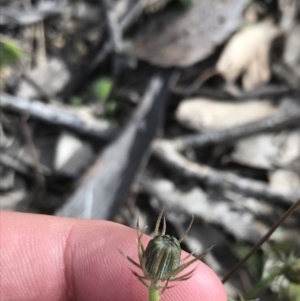 Leontodon saxatilis at Tuggeranong DC, ACT - 25 Sep 2021