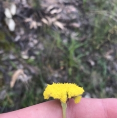 Craspedia variabilis (Common Billy Buttons) at Farrer Ridge - 25 Sep 2021 by Tapirlord