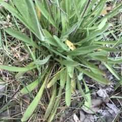 Craspedia variabilis at Farrer, ACT - 25 Sep 2021