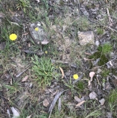 Craspedia variabilis at Farrer, ACT - 25 Sep 2021