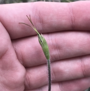 Caladenia atrovespa at Farrer, ACT - 25 Sep 2021