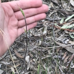 Caladenia atrovespa at Farrer, ACT - suppressed