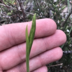 Diuris sp. (A Donkey Orchid) at Farrer Ridge - 25 Sep 2021 by Tapirlord