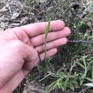 Diuris sp. at Tuggeranong DC, ACT - 25 Sep 2021