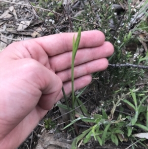 Diuris sp. at Tuggeranong DC, ACT - 25 Sep 2021