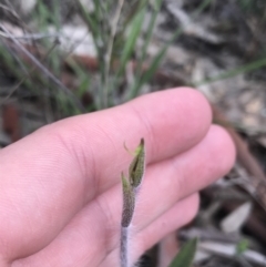 Caladenia atrovespa (Green-comb Spider Orchid) at Farrer Ridge - 25 Sep 2021 by Tapirlord