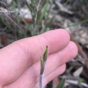 Caladenia atrovespa at Farrer, ACT - suppressed