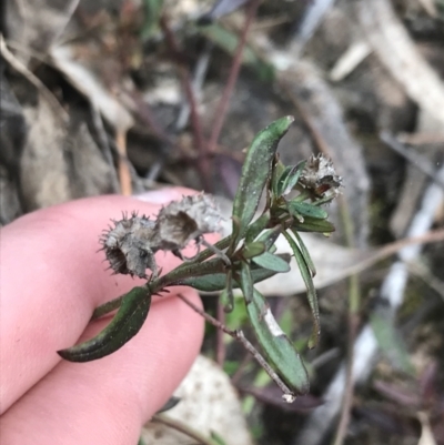 Opercularia hispida (Hairy Stinkweed) at Farrer, ACT - 25 Sep 2021 by Tapirlord