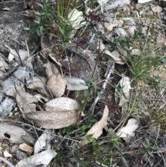 Opercularia hispida at Farrer, ACT - 25 Sep 2021