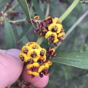 Daviesia mimosoides subsp. mimosoides at Isaacs, ACT - 25 Sep 2021