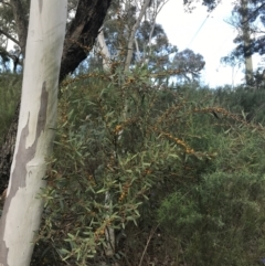 Daviesia mimosoides subsp. mimosoides at Isaacs, ACT - 25 Sep 2021