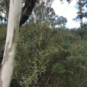 Daviesia mimosoides subsp. mimosoides at Isaacs, ACT - 25 Sep 2021