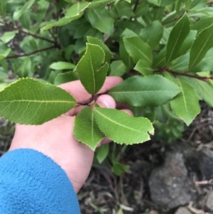 Arbutus unedo at Farrer, ACT - 25 Sep 2021