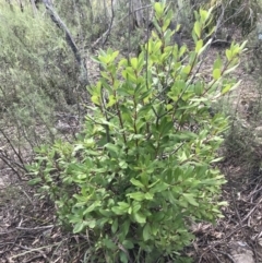 Arbutus unedo at Farrer, ACT - 25 Sep 2021