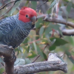 Callocephalon fimbriatum at Tomboye, NSW - suppressed