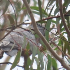 Callocephalon fimbriatum at Tomboye, NSW - 29 Sep 2021