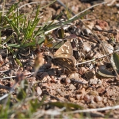 Herimosa albovenata (White-veined Sand-skipper) at Tuggeranong Hill - 23 Sep 2021 by RAllen