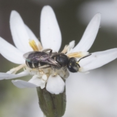 Lasioglossum (Chilalictus) sp. (genus & subgenus) (Halictid bee) at Bruce Ridge - 27 Sep 2021 by AlisonMilton