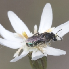 Lasioglossum (Chilalictus) sp. (genus & subgenus) at Bruce, ACT - 27 Sep 2021 11:55 AM