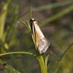 Philobota undescribed species near arabella (A concealer moth) at Tuggeranong Hill - 23 Sep 2021 by RAllen