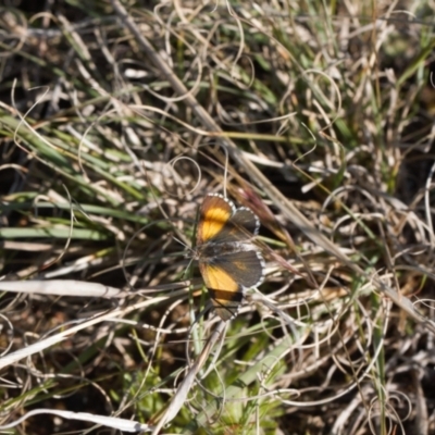Lucia limbaria (Chequered Copper) at Tuggeranong Hill - 23 Sep 2021 by RAllen