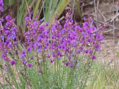 Swainsona recta (Small Purple Pea) at Tralee, NSW - 28 Sep 2021 by SandraH