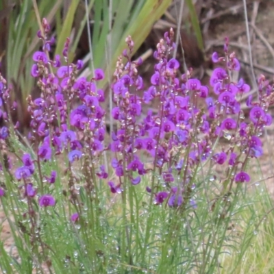 Swainsona recta (Small Purple Pea) at Tralee, NSW - 28 Sep 2021 by SandraH