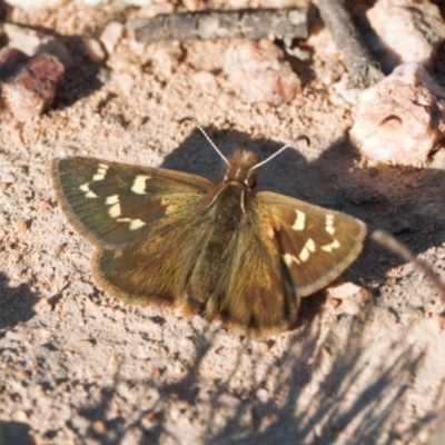 Herimosa albovenata (White-veined Sand-skipper) at Tuggeranong Hill - 23 Sep 2021 by RAllen