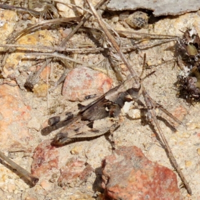 Pycnostictus sp. (genus) (A bandwing grasshopper) at Tuggeranong Hill - 28 Sep 2021 by OwenH