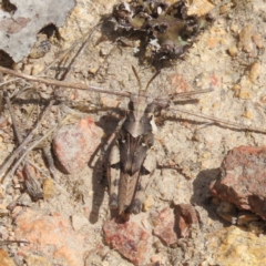 Pycnostictus sp. (genus) at Theodore, ACT - 28 Sep 2021