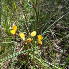 Diuris pardina (Leopard Doubletail) at Cornishtown, VIC - 25 Sep 2021 by Darcy